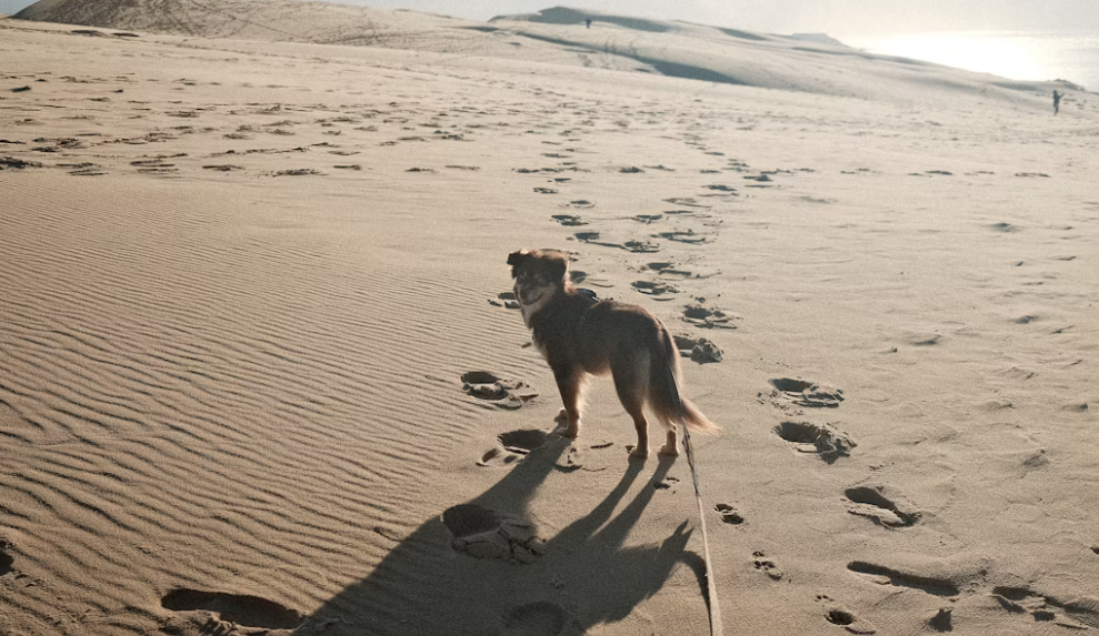 Consejos esenciales para viajar en autocaravana con mascotas